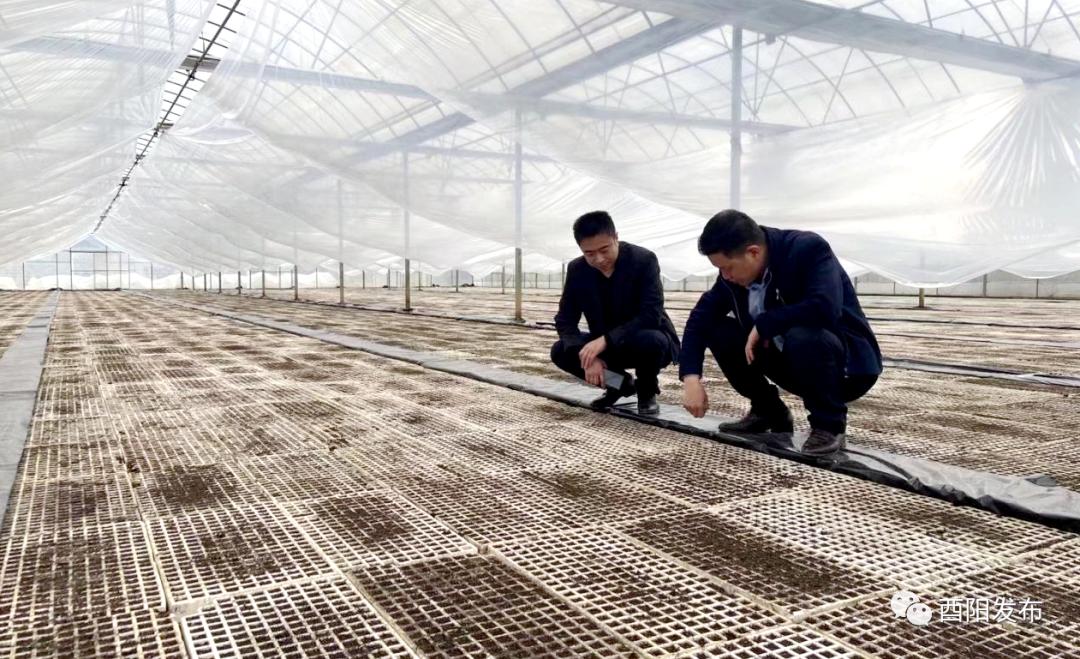 最新疫情酉阳全面视角与观点阐述