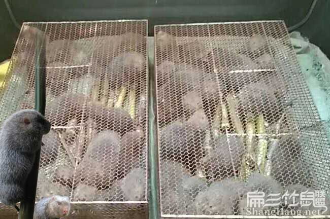 竹鼠舍最新建设图片展示🌟