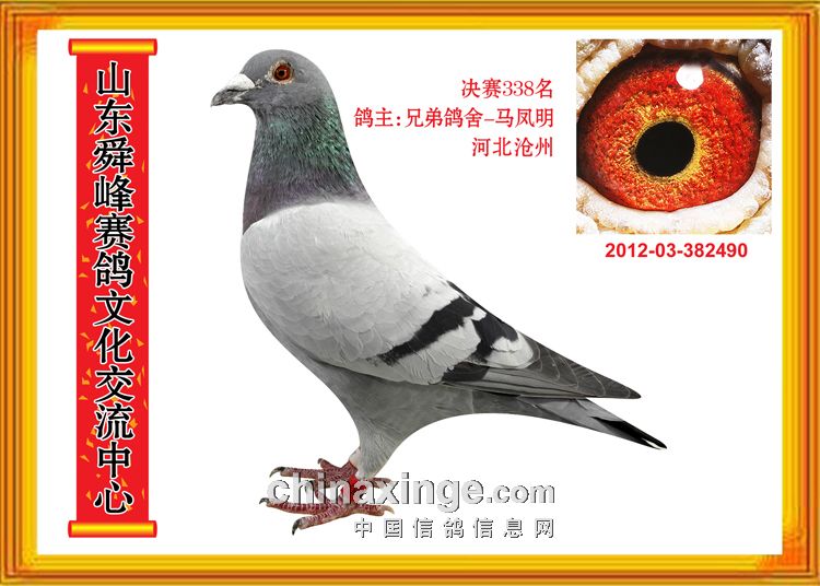 山东舜峰赛鸽公棚最新动态，鸽子的友情与家的温馨