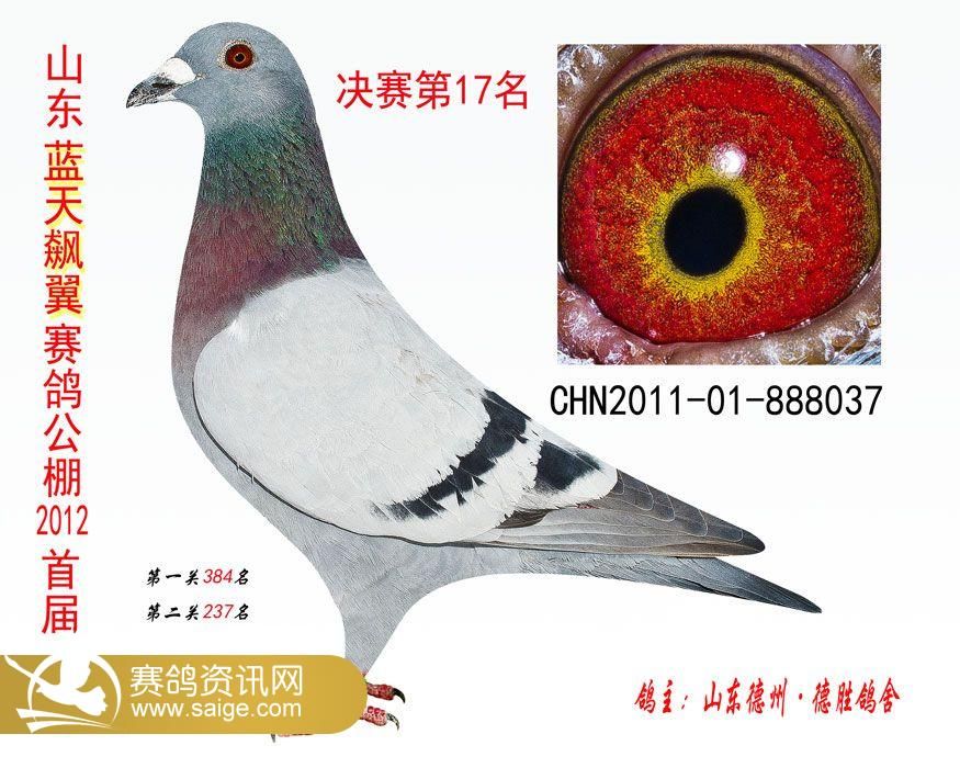 君翼赛鸽公棚最新公告,君翼赛鸽公棚最新公告，展翅翱翔，与变化共舞，成就无限可能！