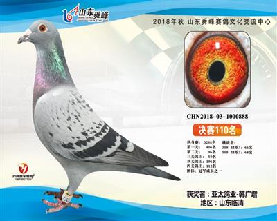 舜峰赛鸽公棚最新公告揭秘，任务指南与技能学习步骤全解析