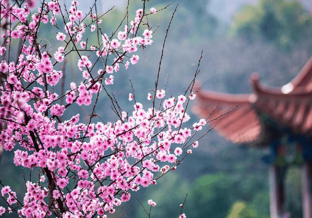 最新一季桃花朵朵开，绽放之美与科学解读