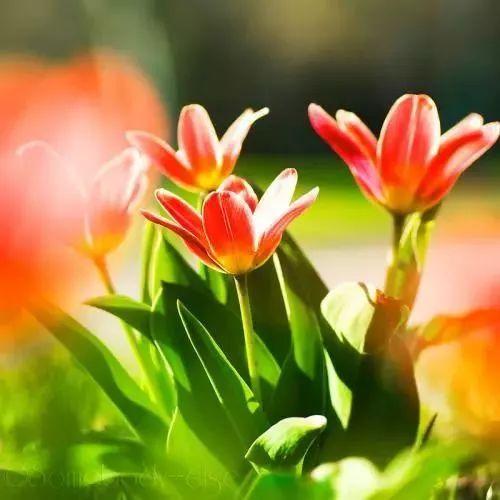 落花网最新电视剧，时代印记与文化传承